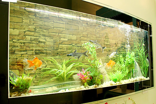 Bể cá trong phòng khách không nên quá to, quá cao