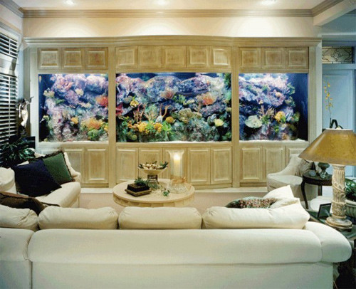 Để bể cá cảnh nhà bạn hợp phong thủy Để bể cá cảnh nhà bạn hợp phong thủy