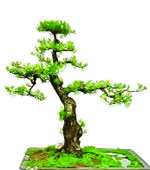 Chơi cây kiểng phong thủy Chơi cây kiểng phong thủy | ảnh 1