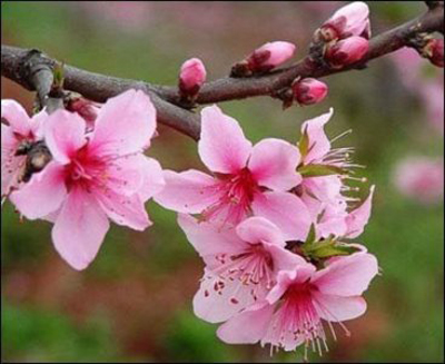 Cách chọn đào, quất theo phong thủy đón Tết 1 Cách chọn đào, quất theo phong thủy đón Tết | ảnh 2