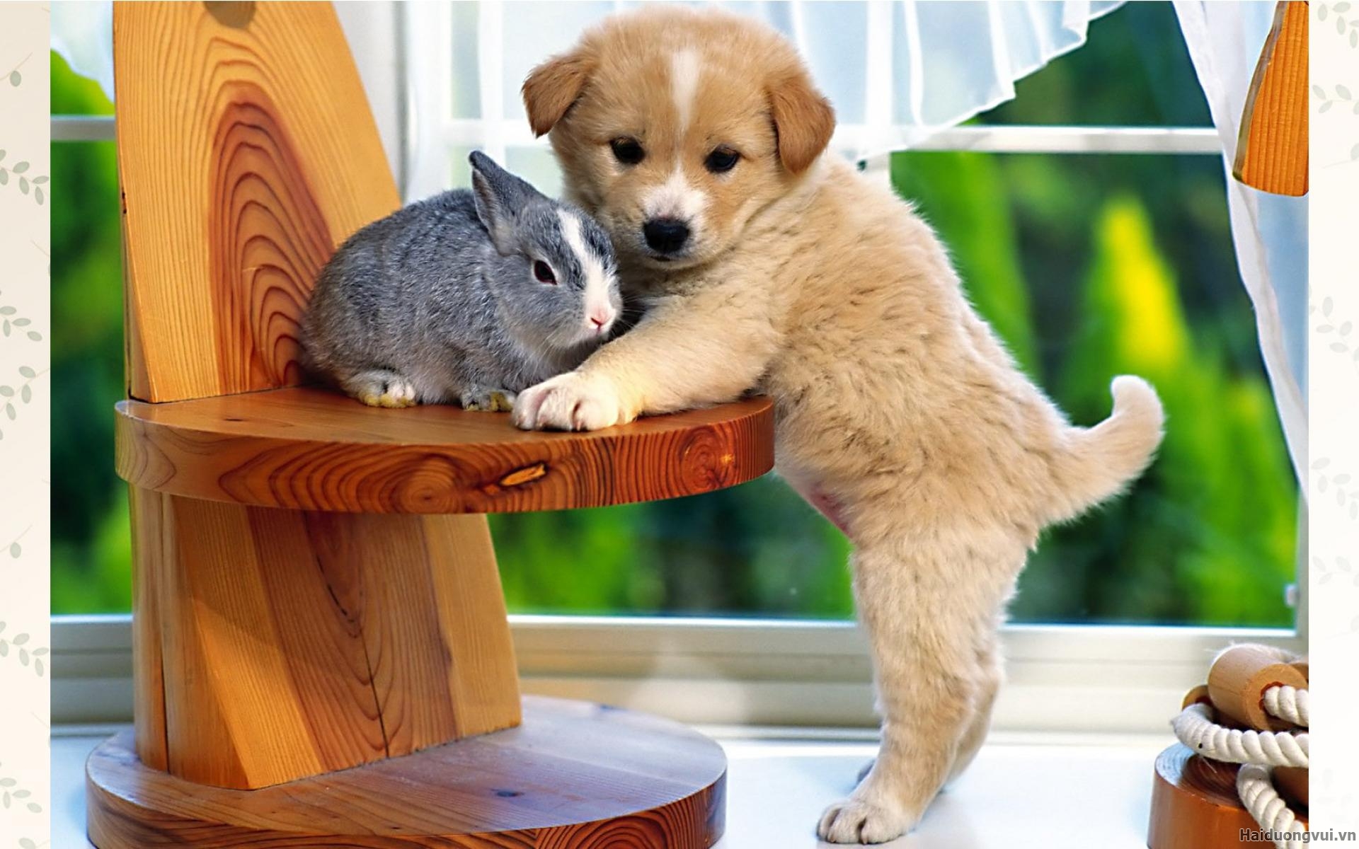 Nuôi con gì để mang lại thịnh vượng cho gia chủ? 