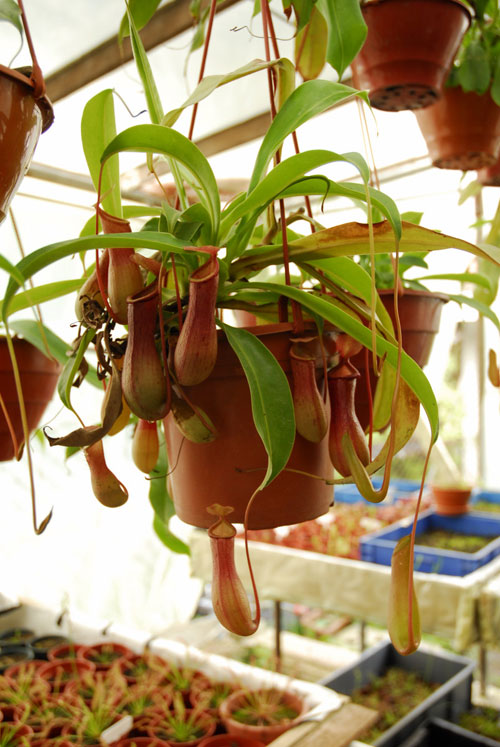 Dây nắp ấm giữ hạnh phúc dài lâu 1 Dây nắp ấm giữ hạnh phúc dài lâu | ảnh 2