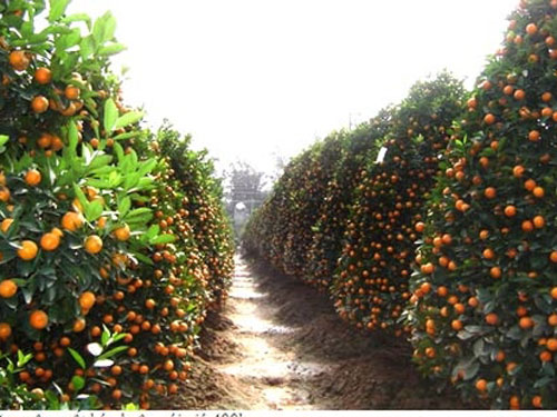 Cách chọn đào, quất theo phong thủy đón Tết 6 Cách chọn đào, quất theo phong thủy đón Tết | ảnh 7