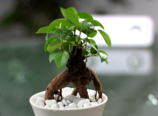 Trang trí nhà hợp phong thủy cho người tuổi Dần 8