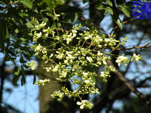 Trồng cây phong thủy
