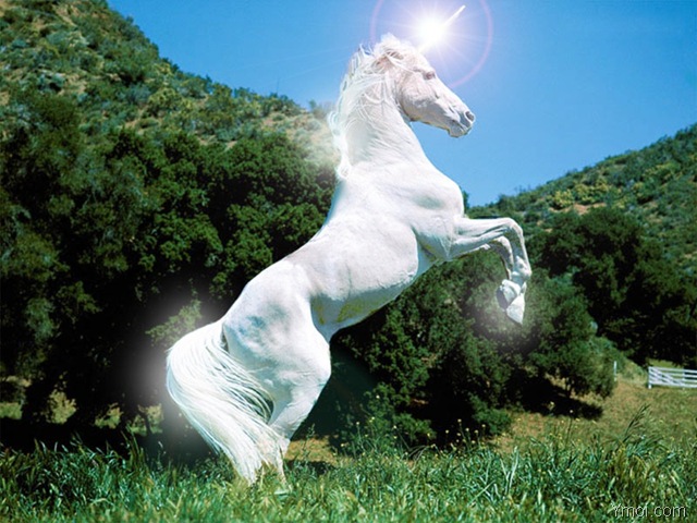 Ngựa - Biểu tượng cho kinh doanh phát đạt Ngựa - Biểu tượng cho kinh doanh phát đạt | ảnh 1