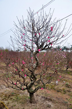Cách chọn đào, quất theo phong thủy đón Tết 3 Cách chọn đào, quất theo phong thủy đón Tết | ảnh 4