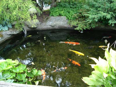 Bố trí ao hồ trong nhà thế nào? 1 Bố trí ao hồ trong nhà thế nào? | ảnh 2