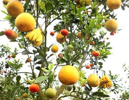 Cây ghép ngũ quả