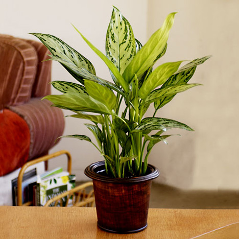 Trồng cây để điều chỉnh không khí cho văn phòng Trồng cây để điều chỉnh không khí cho văn phòng | ảnh 1