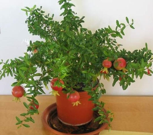 Những loại cây cảnh mang lại điềm may trong năm mới 9 Những loại cây cảnh mang lại điềm may trong năm mới 9