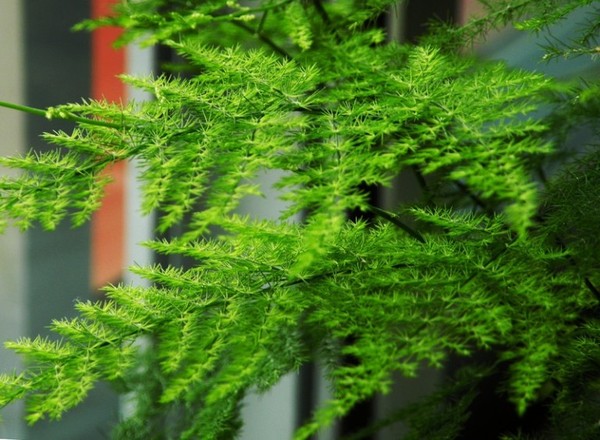 Trang trí nhà hợp phong thủy cho người tuổi Dần 6