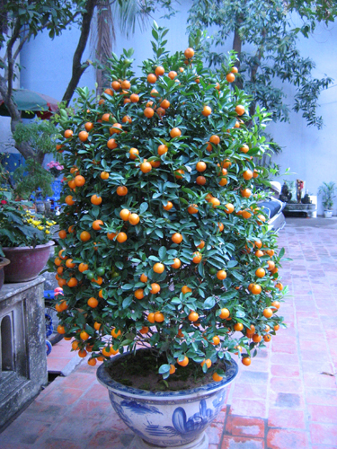 Những loại cây cảnh mang lại điềm may trong năm mới Những loại cây cảnh mang lại điềm may trong năm mới