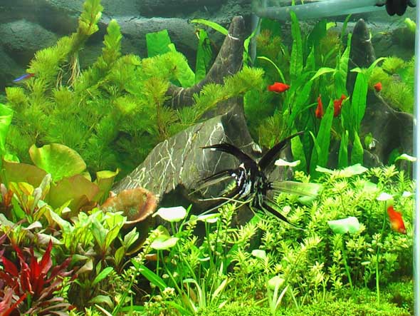 Bể cá không nên đặt trong phòng ngủ Bể cá không nên đặt trong phòng ngủ | ảnh 1