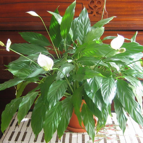 Những loại cây xanh tốt cho phong thủy nhà ở 9