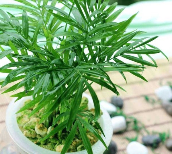 Trang trí nhà hợp phong thủy cho người tuổi Dần 7