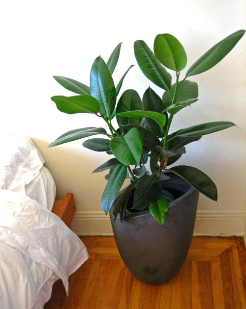 Lựa chọn cây phong thủy mang đến tài vận dồi dào 3 Bài trí cây cảnh hợp phong thủy