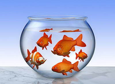 7 vật phẩm mang lại tài vận và may mắn cho gia đình