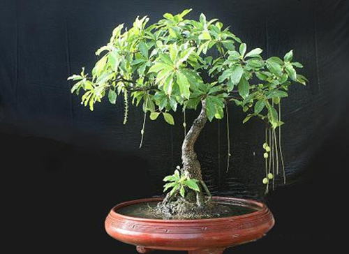 Loại cây cảnh nào giúp gia chủ phát tài? 7