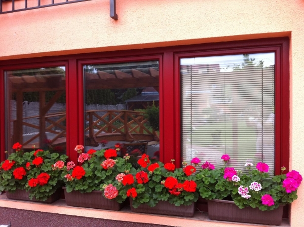 Những loại cây xanh tốt cho phong thủy nhà ở 10