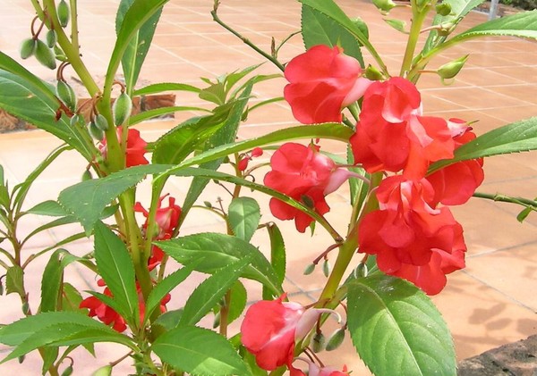 Trang trí nhà hợp phong thủy cho người mệnh Hỏa 8 Cách trang trí nhà theo phong thủy cho người mệnh Hỏa 9