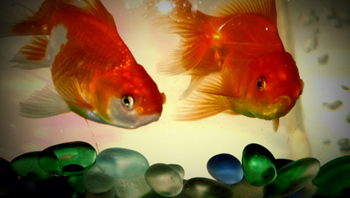 Cá chép mang lại may mắn, tài lộc 1