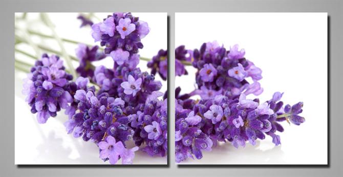 Sử dụng màu tím tăng năng lượng cho ngôi nhà 1 Sử dụng màu tím tăng năng lượng cho ngôi nhà | ảnh 2