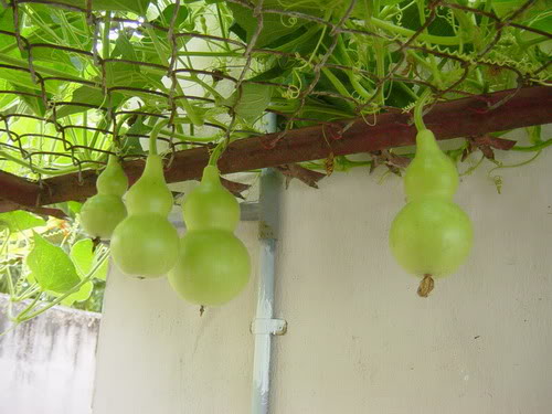 Những loại cây cảnh mang lại điềm may trong năm mới 10 Những loại cây cảnh mang lại điềm may trong năm mới 10