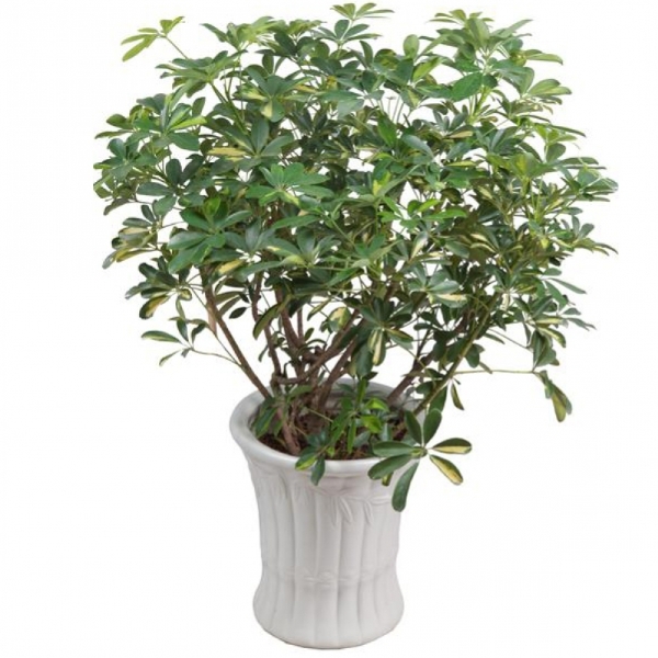 Những loại cây xanh tốt cho phong thủy nhà ở 14