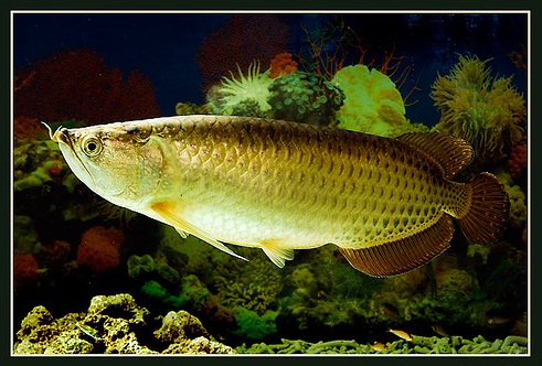 Bài trí bể cá cảnh hợp phong thủy quyết định đến tài lộc của gia chủ 3