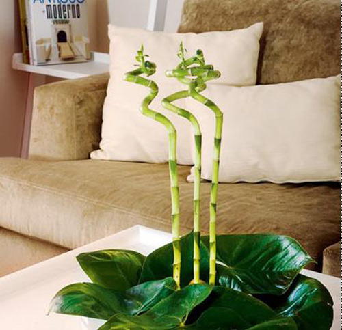 Trồng cây phong thủy