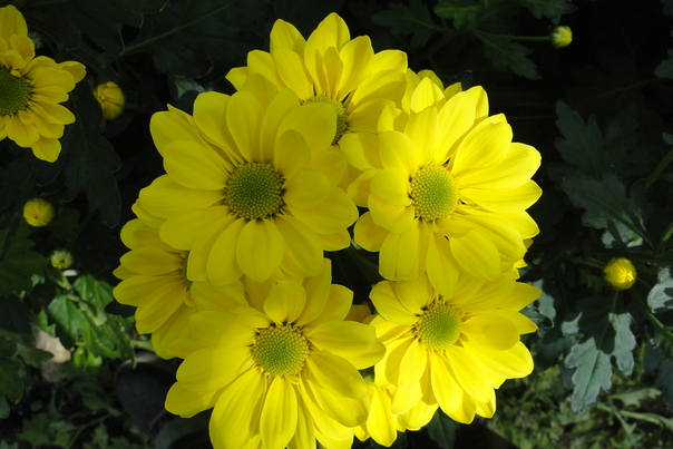 Loại cây cảnh nào giúp gia chủ phát tài? 