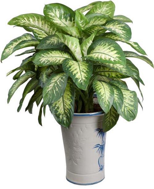 Loại cây cảnh nào giúp gia chủ phát tài? 5