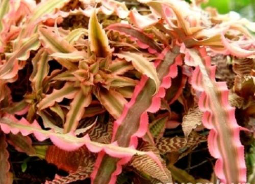 Trồng cây phong thủy