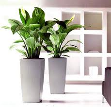 Đón vận may, tài lộc với cây xanh trong nhà Đón vận may, tài lộc với cây xanh trong nhà | ảnh 1