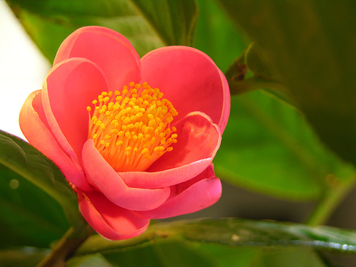 Cách treo tranh Hoa hải đường Muốn treo tranh hợp phong thủy phải nắm được ý nghĩa của từng bức tranh. Ảnh minh họa