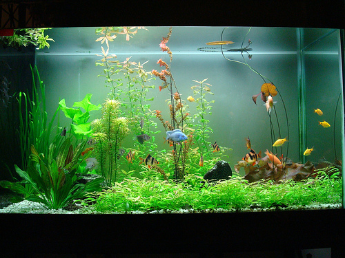 Đầu năm nuôi cá đón vận may đến nhà Đầu năm nuôi cá đón vận may đến nhà | ảnh 1