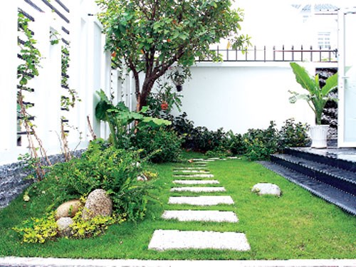 Trồng cây xanh trong nhà 