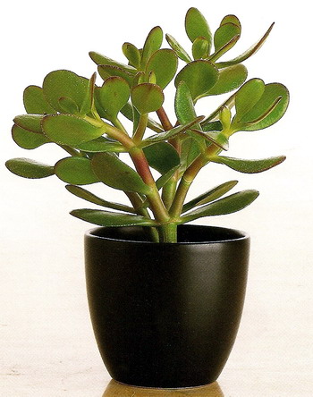 Những loại cây cảnh mang lại điềm may trong năm mới 15 Những loại cây cảnh mang lại điềm may trong năm mới 15