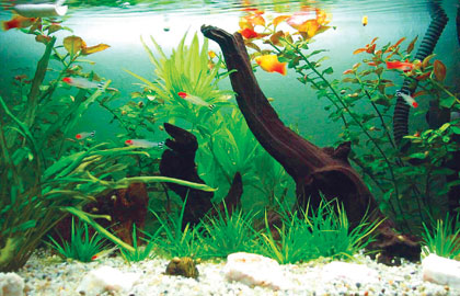 7 tuyệt chiêu trong phong thủy học 7 tuyệt chiêu trong phong thủy học | ảnh 1