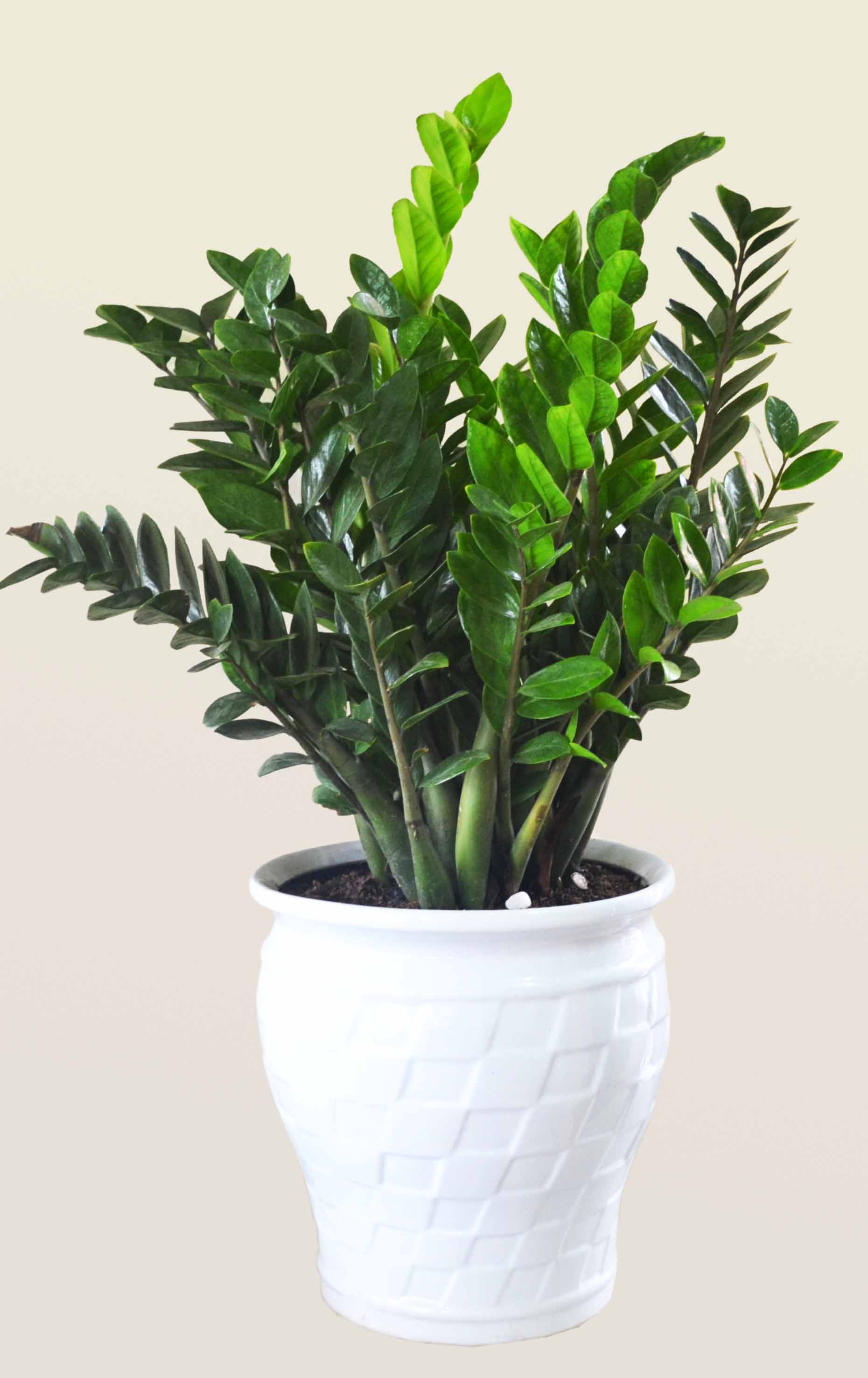 Những loại cây cảnh mang lại điềm may trong năm mới 16 Những loại cây cảnh mang lại điềm may trong năm mới 16