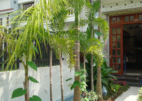 Hình thể cây cối ảnh hưởng đến phong thủy ngôi nhà Hình thể cây cối ảnh hưởng đến phong thủy ngôi nhà