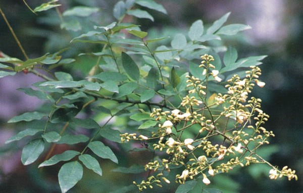 Những loại cây cảnh mang lại điềm may trong năm mới 2 Những loại cây cảnh mang lại điềm may trong năm mới 2