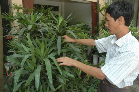 Trồng cây trong phòng khách theo phong thủy Trồng cây trong phòng khách theo phong thủy | ảnh 1