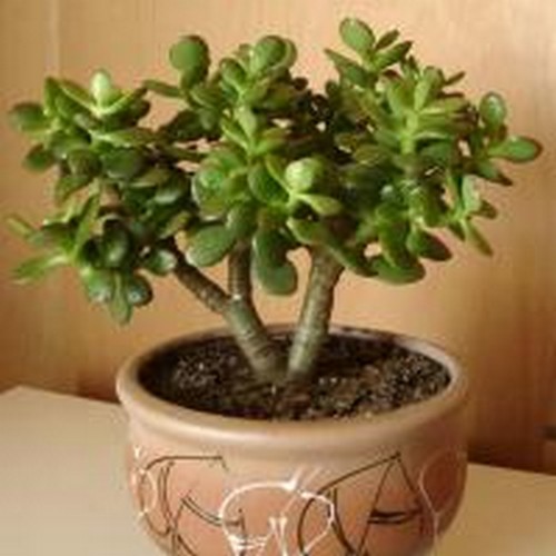 Trồng cây phong thủy