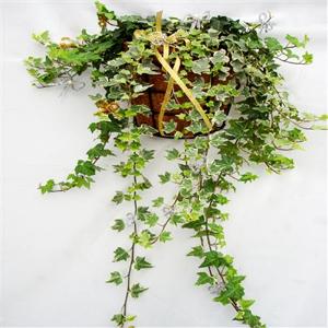 Cách treo cây thường xuân để đón bình an may mắn Cách treo cây thường xuân để đón bình an may mắn | ảnh 1