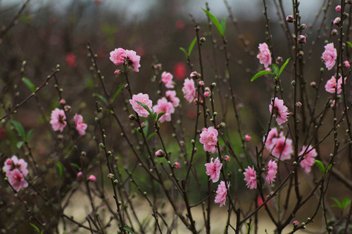 Tăng thêm nguồn khí tốt cho ngôi nhà với các loài hoa 1 Tăng thêm nguồn khí tốt cho ngôi nhà với các loài hoa 1