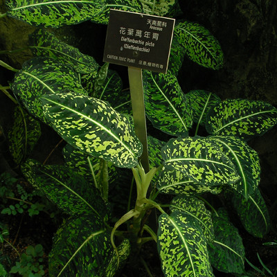 Thực hư chuyện cây vạn niên thanh không có tác dụng phong thủy 4 Thực hư chuyện cây vạn niên thanh không có tác dụng phong thủy 4